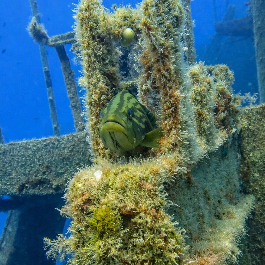 Grouper sheltering inside the Rozi wreck