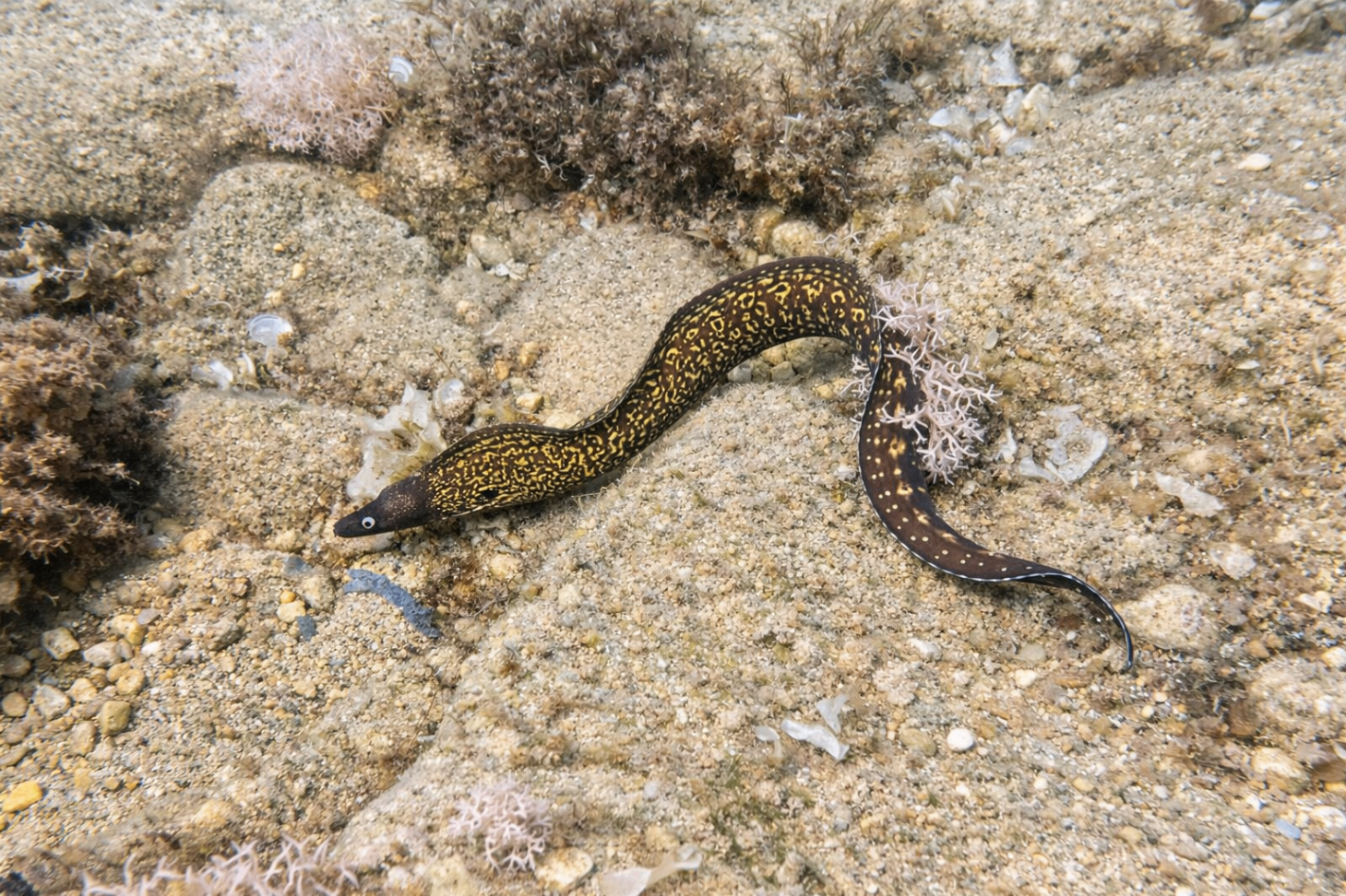 Moray eel out for a cruise