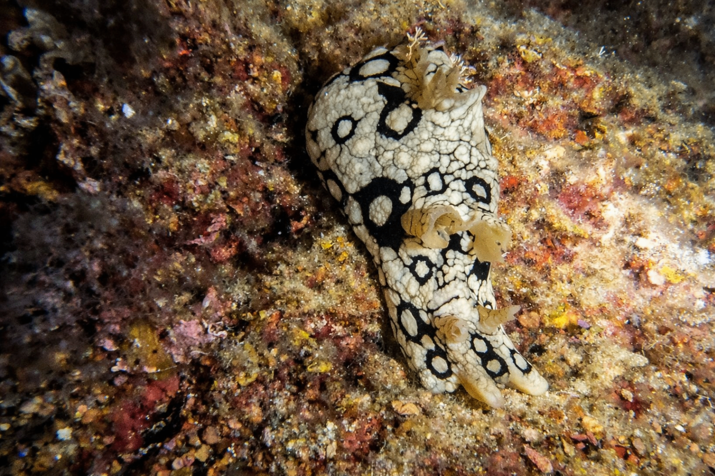 Sea Hare on a night dive