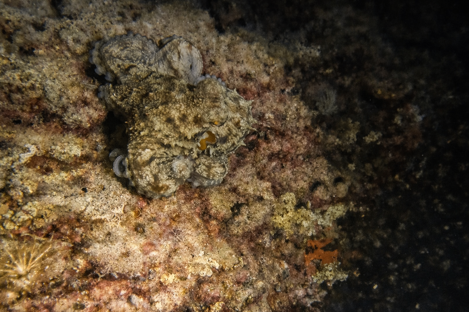 Octopus blending into the reef