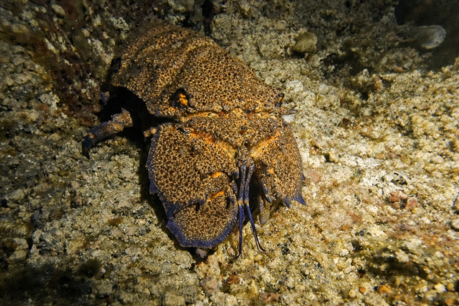 Slipper lobster on a night dive